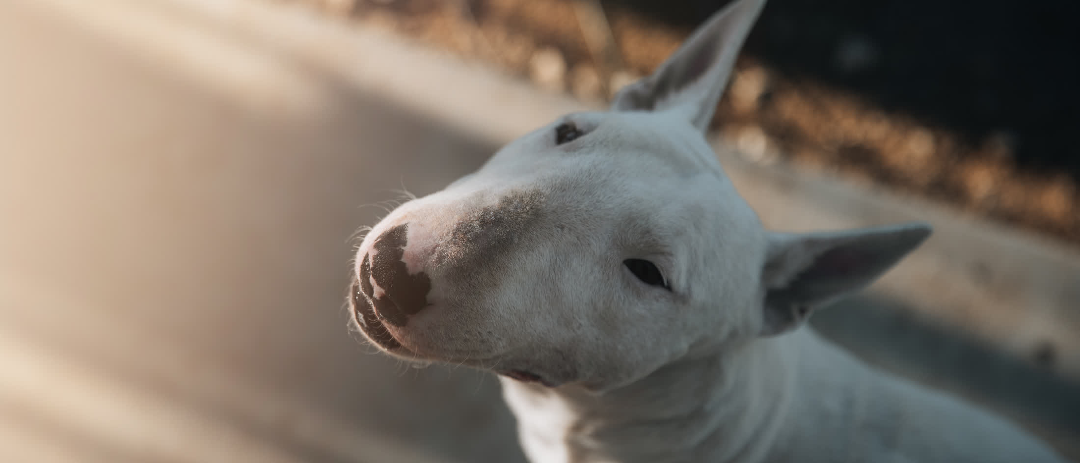 Profile of a white bull terrier in warm late afternoon light